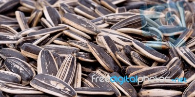 Sunflower Seeds Stock Photo