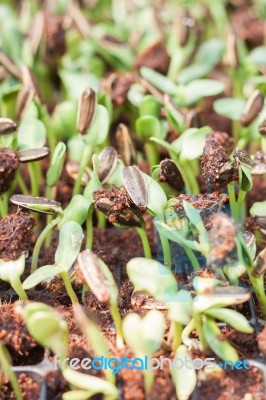 Sunflower Seeds Sprout In Organic Farm Stock Photo