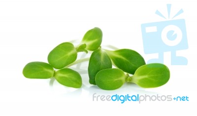 Sunflower Sprouts Isolated On The White Background Stock Photo