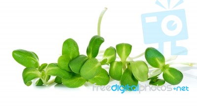 Sunflower Sprouts Isolated On The White Background Stock Photo