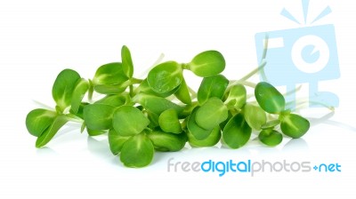 Sunflower Sprouts Isolated On The White Background Stock Photo