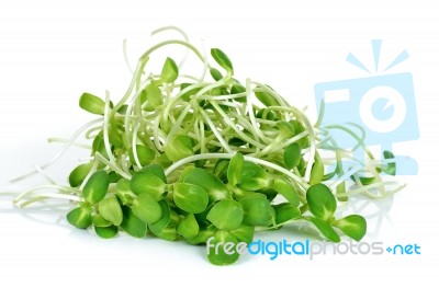 Sunflower Sprouts Isolated On The White Background Stock Photo