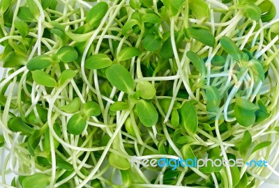 Sunflower Sprouts On The White Background Stock Photo