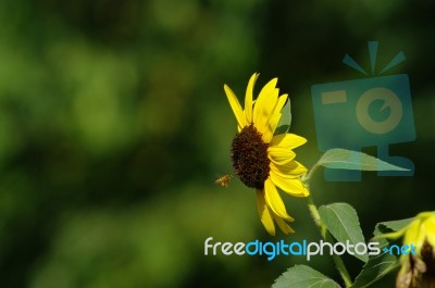 Sunflower With Bee Stock Photo