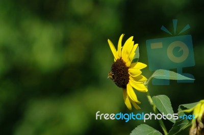 Sunflower With Bee Stock Photo