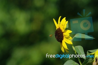 Sunflower With Bee Stock Photo