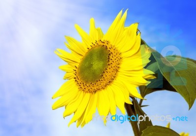 Sunflower With Blue Sky Stock Photo