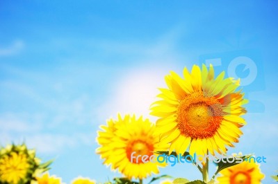 Sunflower With Blue Sky Stock Photo