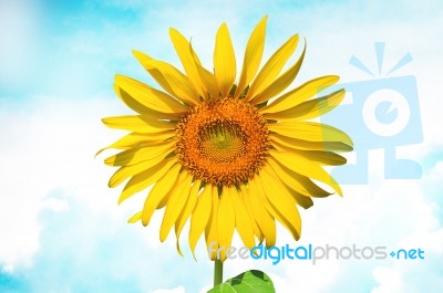 Sunflower With Bright Blue Sky Stock Photo