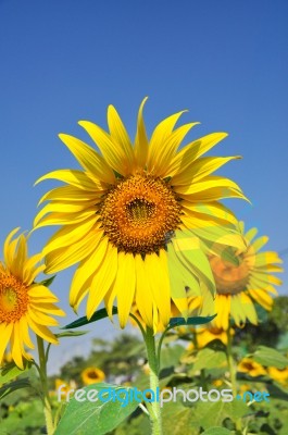 Sunflower With Bright Blue Sky Stock Photo