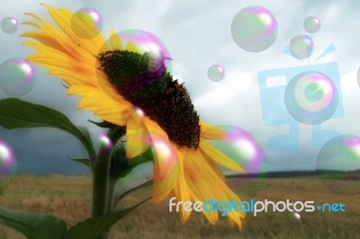 Sunflower With Bubbles And Bee Stock Image