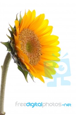 Sunflower With Dew Stock Photo