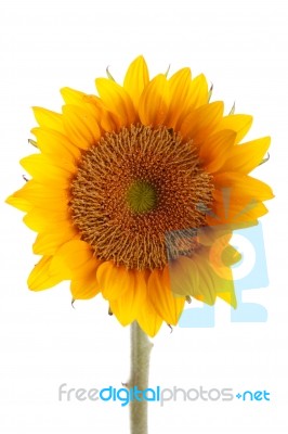 Sunflower With Dew Stock Photo