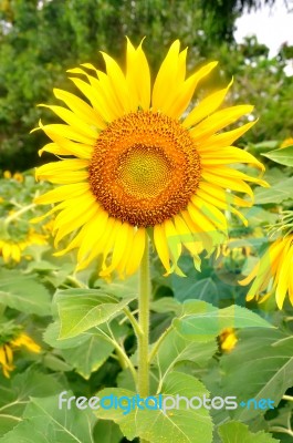 Sunflowers Stock Photo