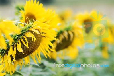 Sunflowers Stock Photo