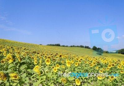 Sunflowers Stock Photo