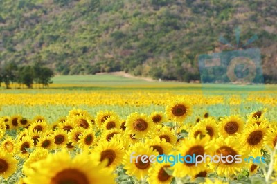 Sunflowers Stock Photo