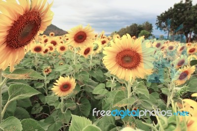 Sunflowers Stock Photo