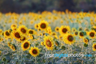 Sunflowers Stock Photo