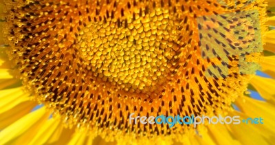 Sunflowers Stock Photo