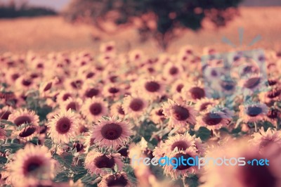 Sunflowers Stock Photo