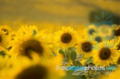 Sunflowers Stock Photo