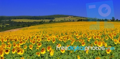 Sunflowers Stock Photo