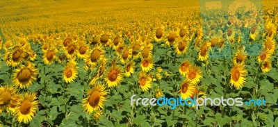 Sunflowers Stock Photo