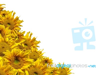 Sunflowers Stock Photo