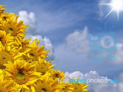 Sunflowers Stock Photo