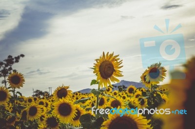 Sunflowers Stock Photo