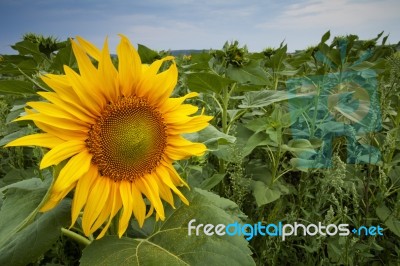 Sunflowers At Sunset Stock Photo