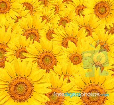 Sunflowers Background Stock Photo