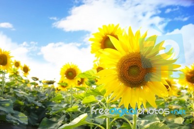 Sunflowers Blooming In The Field Stock Photo