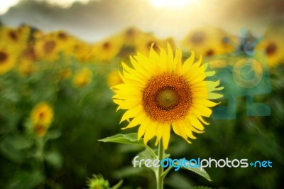 Sunflowers Blooming In The Field Stock Photo