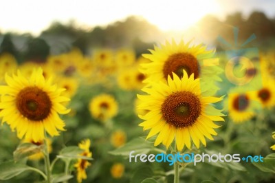 Sunflowers Blooming In The Field Stock Photo