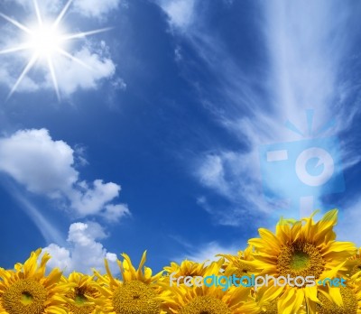 Sunflowers Blue Sky Background Stock Photo