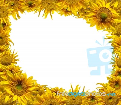 Sunflowers Frame Stock Photo - Royalty Free Image ID 10043985