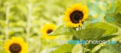 Sunflowers In A Field In The Afternoon Stock Photo