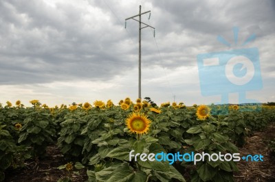 Sunflowers In A Field In The Afternoon Stock Photo