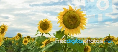 Sunflowers In A Field In The Afternoon Stock Photo