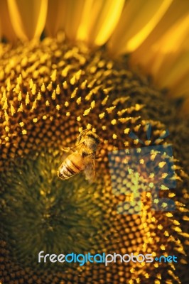 Sunflowers In A Field In The Afternoon Stock Photo