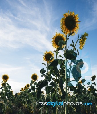 Sunflowers In A Field In The Afternoon Stock Photo