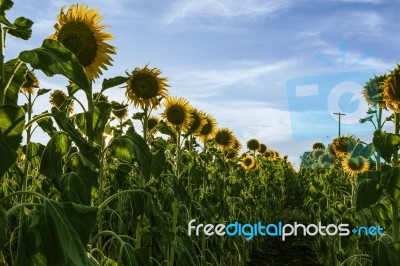 Sunflowers In A Field In The Afternoon Stock Photo