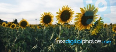 Sunflowers In A Field In The Afternoon Stock Photo