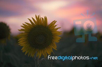 Sunflowers In A Field In The Afternoon Stock Photo