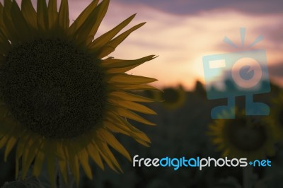 Sunflowers In A Field In The Afternoon Stock Photo