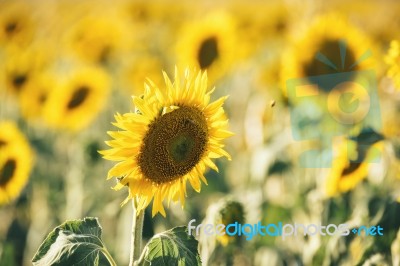 Sunflowers In A Field In The Afternoon Stock Photo