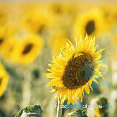 Sunflowers In A Field In The Afternoon Stock Photo