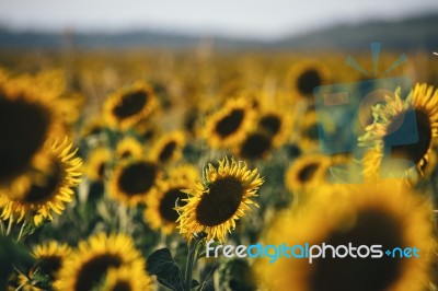 Sunflowers In A Field In The Afternoon Stock Photo